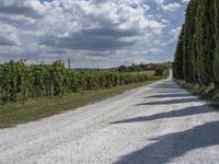 Rural Tuscany, Italy: A Serene Dirt Road