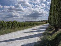 Rural Tuscany, Italy: A Serene Dirt Road