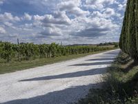 Rural Tuscany, Italy: A Serene Dirt Road