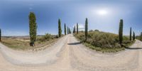 a series of 360 degrees view of a road, with trees and bushes lined in rows