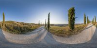 a wide view of some trees with the road behind it as if from a fish eye lens