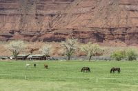 horses grazing in an open field behind a building in a valley with red cliffs above them