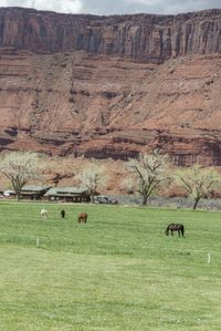 horses grazing in an open field behind a building in a valley with red cliffs above them