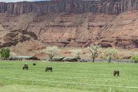 horses grazing in an open field behind a building in a valley with red cliffs above them