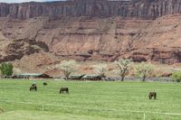 horses grazing in an open field behind a building in a valley with red cliffs above them