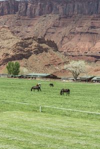 horses grazing in an open field behind a building in a valley with red cliffs above them