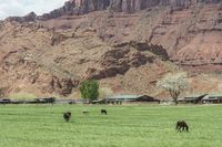 horses grazing in an open field behind a building in a valley with red cliffs above them