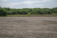 Rural Vegetation in Colorado: A Daytime View