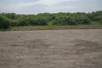 Rural Vegetation in Colorado: A Daytime View