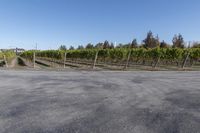 a long street lined with rows of grape vines and fencingd in bushes, surrounded by a dirt field on one side