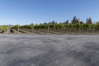 a long street lined with rows of grape vines and fencingd in bushes, surrounded by a dirt field on one side