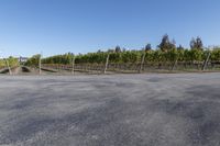 a long street lined with rows of grape vines and fencingd in bushes, surrounded by a dirt field on one side