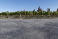 a long street lined with rows of grape vines and fencingd in bushes, surrounded by a dirt field on one side