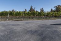 a long street lined with rows of grape vines and fencingd in bushes, surrounded by a dirt field on one side