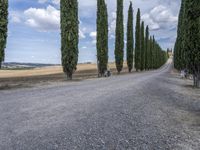 Rustic Road in Tuscany, Europe: Green Landscape