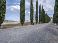 Rustic Road in Tuscany, Europe: A Green Landscape