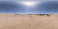 a bunch of animals running across a sandy plain on a clear day with a person standing near the grass