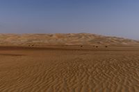 a lone tree in the middle of the desert against the background of large sand dunes with dirt