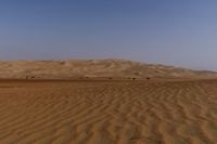 a lone tree in the middle of the desert against the background of large sand dunes with dirt