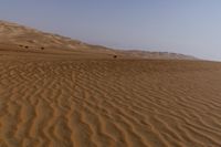 a lone tree in the middle of the desert against the background of large sand dunes with dirt