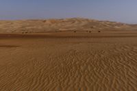 a lone tree in the middle of the desert against the background of large sand dunes with dirt