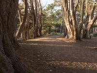 a pathway through a forest with large trees next to it and the light shining in the dark