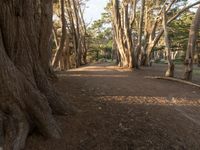 a pathway through a forest with large trees next to it and the light shining in the dark