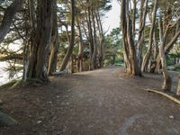 a pathway through a forest with large trees next to it and the light shining in the dark