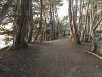 a pathway through a forest with large trees next to it and the light shining in the dark