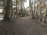 a pathway through a forest with large trees next to it and the light shining in the dark