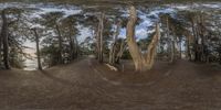 trees in the woods and the ground is barren, and there are fisheyes in them