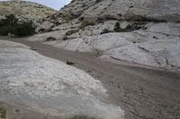 several animals walking down a dirt road in a rocky area near the mountain side on a cloudy day