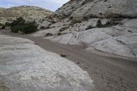 several animals walking down a dirt road in a rocky area near the mountain side on a cloudy day