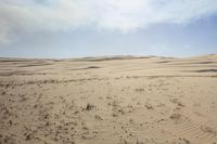 a sandy area with small plants and sand in the middle of it's dunes