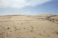 a sandy area with small plants and sand in the middle of it's dunes