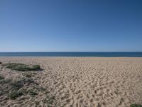 a sandy beach with water in the distance and a lone blue sky overhead and a green field with vegetation and grass