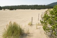 a surf board in the sand near a forest of pine trees, dunes, and scrubby