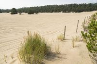 a surf board in the sand near a forest of pine trees, dunes, and scrubby