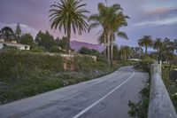 a road lined with palm trees leading to houses with pink and blue skies above the hills