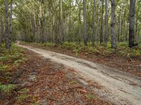 Sapphire Coast, Australia: Daytime Landscape