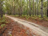 Sapphire Coast, Australia: Daytime Landscape