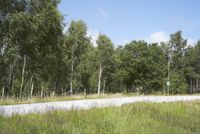 a man is riding a skateboard down a dirt road in the woods above a tree - lined hillside