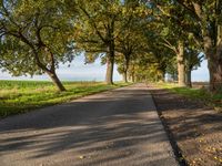 an empty road with trees along it and grass beside the path on both sides of the street