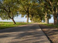 an empty road with trees along it and grass beside the path on both sides of the street