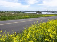 a road winds through a field of yellow flowers with two boats on the other side