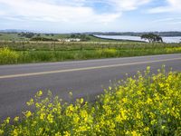 a road winds through a field of yellow flowers with two boats on the other side