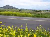 a road winds through a field of yellow flowers with two boats on the other side