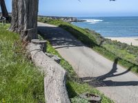 the road is long and curved by a large tree over looking the beach area of the ocean