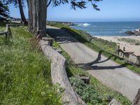 the road is long and curved by a large tree over looking the beach area of the ocean