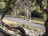 some branches growing around a rock along a road and in the foreground is a road with a curve and some trees and rocks on the side